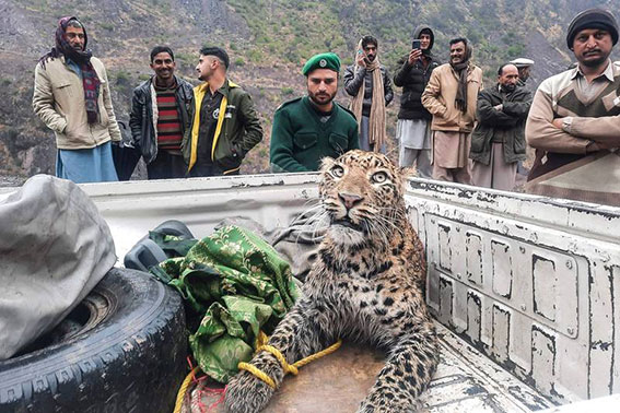 巴基斯坦惊传200人联合用石头攻击闯入村里的豹子并致死。示意图，画面为上月22日阿萨得喀什米尔地区野生动物部门营救受伤豹子。（法新社）