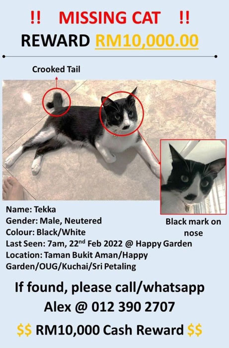 猫主在面子书悬赏1万令吉找猫，希望广大网友能够帮他找回爱猫“ Tekka”。