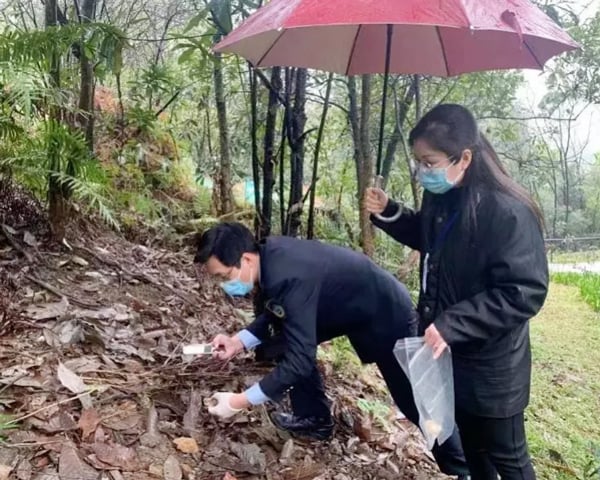 工作人员到患者采集野蘑菇所在地进行实地考察。