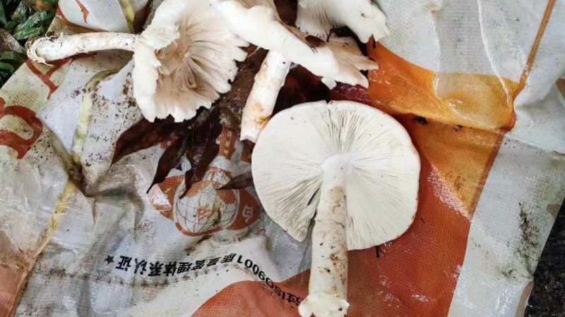 号称广东“头号毒王”的白毒伞毒蘑菇，又名“致命鹅膏”。