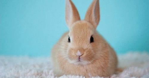 ◤宠物情缘◢兔子是怎么沟通？
