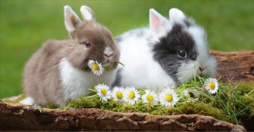 ◤宠物情缘◢如何征服不听话宠物兔？