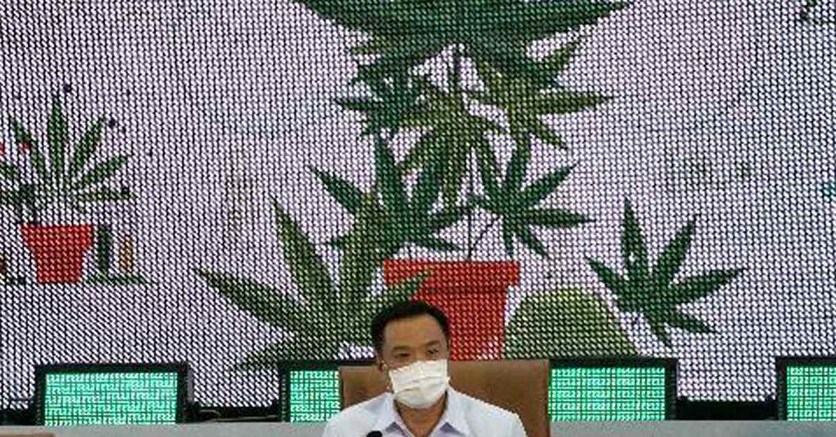 泰卫长阿努廷8日向媒体发言，背景为大麻植物及经济价值。（美联社）