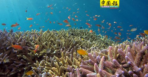 升温就算控制在摄氏1.5度  科学家：珊瑚也会灭绝