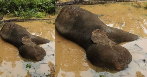 油棕园发现母象尸    野生动物局鉴定死因