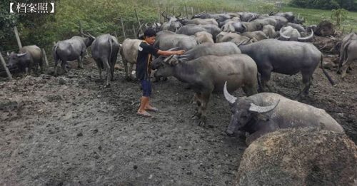 可进口泰国牛和水牛  禁令今解除