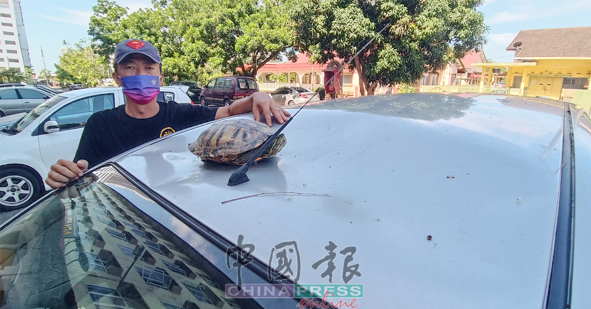 邓润发描述乌龟砸中车顶的情况。