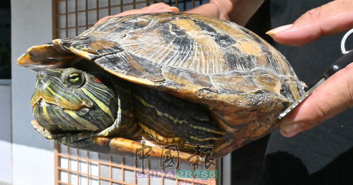 超过3公斤重的乌龟“从天而降”，让人啧啧称奇。