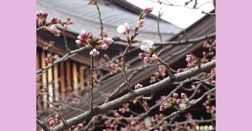 较往年早4天 东京樱花季“开花了”