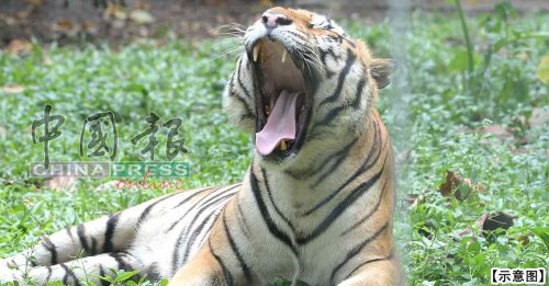 ◤國會動態◢ 馬來亞虎剩不到150隻