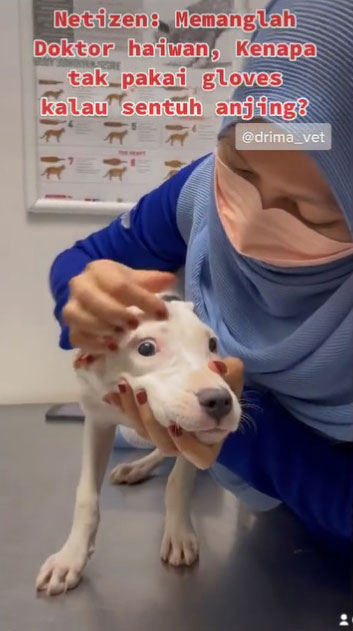 依玛解释为何兽医必须在没戴手套下徒手触摸狗。