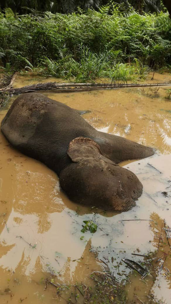 一头母象被人发现死在乌鲁东姑油棕园。
