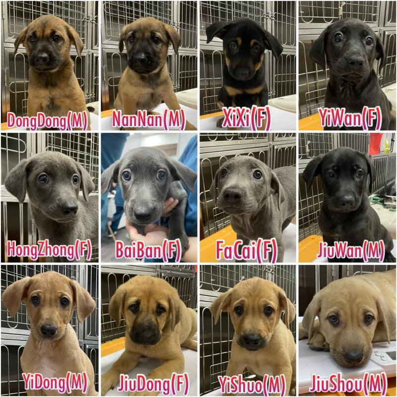 新加坡爱狗协会将12只小狗取名为“麻将小狗”。（取自面子书）