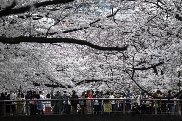 大批民众周日在东京都目黑川赏樱。（法新社）