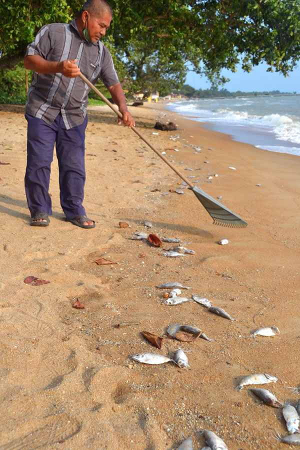 清潔工友清理海灘上的死魚。環境局和海事執法機構，