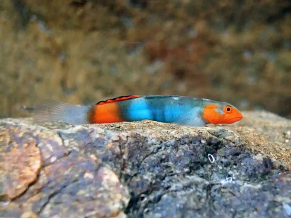 一只雄性“树精”虾虎鱼，这种新品种淡水鱼以冲绳森林精灵命名。
