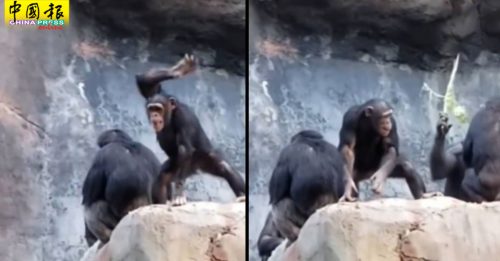 小猩猩对着游客扔石头 被老猩猩狂殴教训