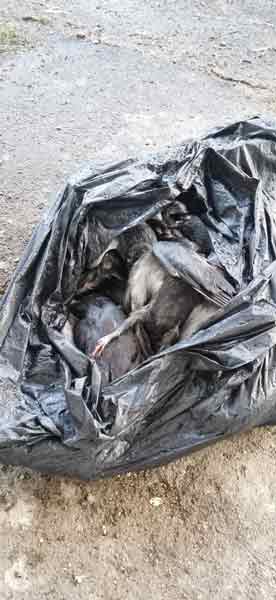 数十只鸽尸被好心人装入垃圾袋。