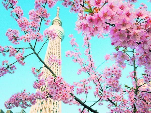 隅田川沿岸的樱花盛开，春意盎然。