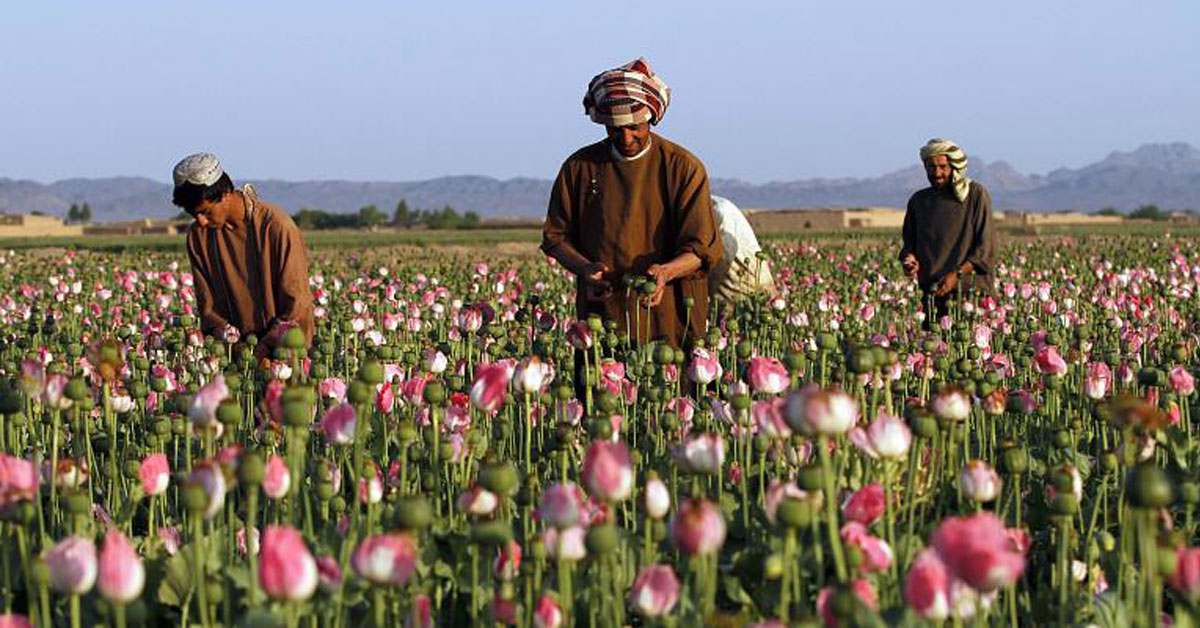 阿富汗农民2016年收割罂粟的档案图。