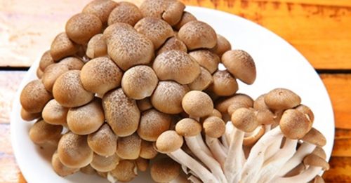 专家：蘑菇能以50个单字对话