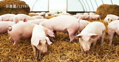 兽医局：仅数养猪场须毁猪 猪只运送不受限