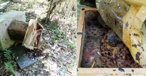 马来熊破坏银蜂窝 养蜂业者损失惨重