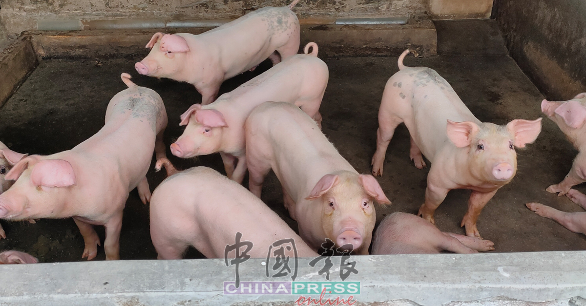 森州獸醫局連同政府各部門在丹A新村爆發非洲豬瘟的非法養豬場，以免疫情傳開。
