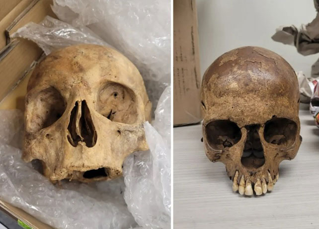 美国海关人员发现的人类头骨。