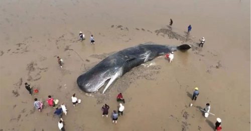 救援20小时 抹香鲸回归大海