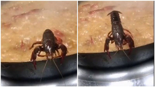 小龙虾用双螯钳住热烫的锅边，它后方的滚滚汤汁中，已满满是同伴煮熟的红色躯体。