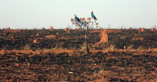 巴西以火防火 旱季前焚烧杂草枯枝