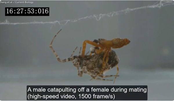 隆背菲蛛交配结束后，雄性都会推开母蜘蛛、瞬间弹射出去，避免遭到杀害吞食。