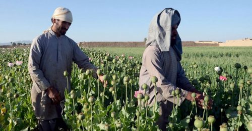 阿富汗颁政令 禁种罂粟及毒品交易