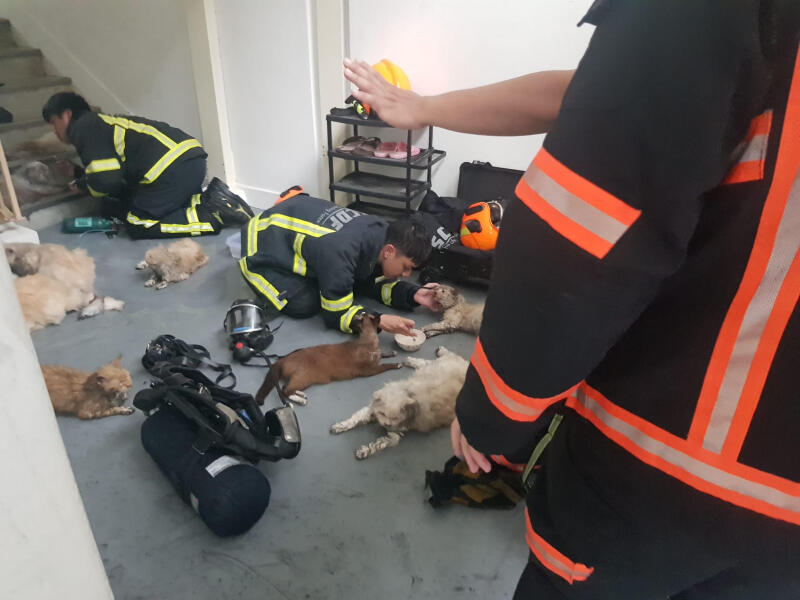 民防人员细心照顾被救出的猫咪。（受访者提供）。