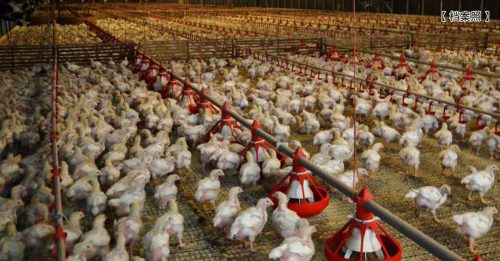 40养鸡场蒙亏倒闭  禽总否认养鸡业被垄断