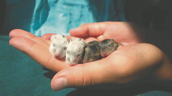 很多人任由仓鼠繁殖，最后因为生太多养不了而弃养。