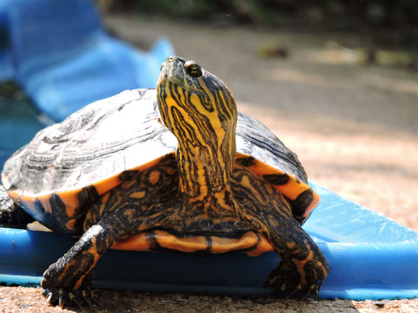 常见的宠物龟品种为巴西龟（又称红耳龟）。