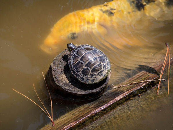 乌龟可活到20岁以上，很多主人最后照顾不了，把它们放生野外。