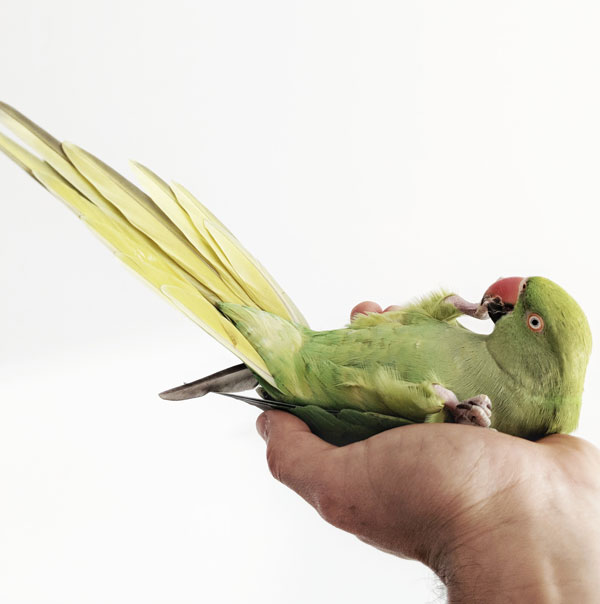 一些鸟，尤其是鹦鹉有很强的互动性。