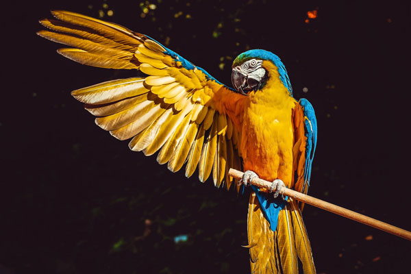 大型金刚鹦鹉（Macaw）可以活50到70年，堪称“鸟瑞”。