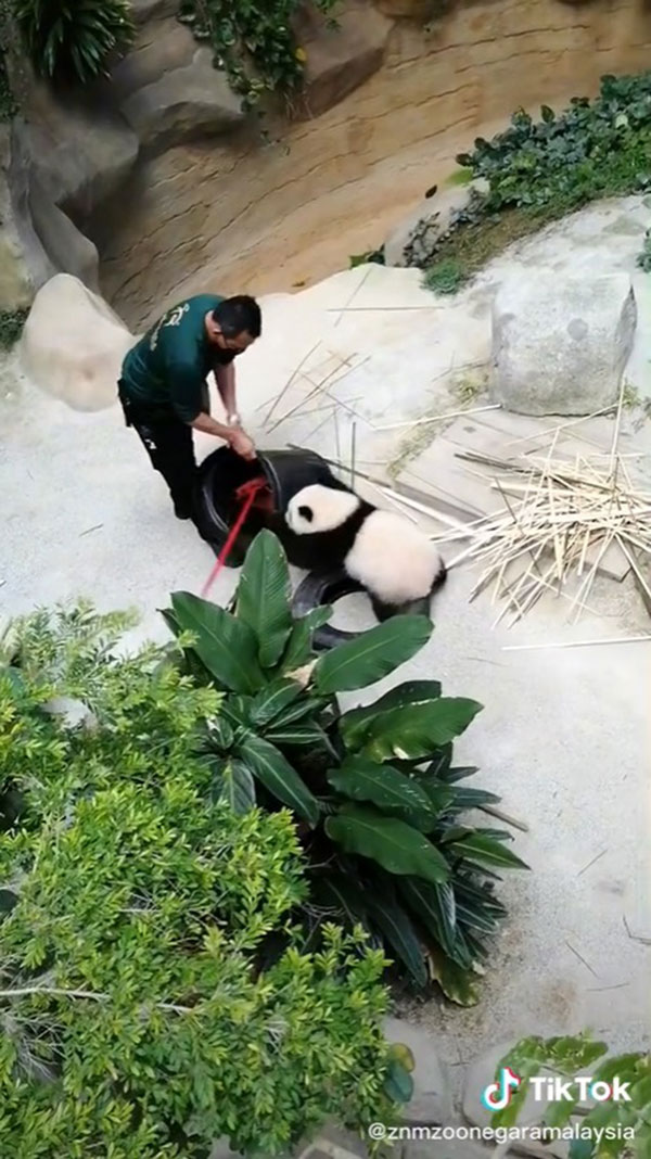 熊猫幼崽和饲养员抢夺垃圾桶，互不相让！