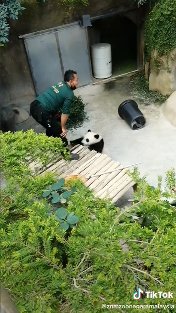 熊猫幼崽对站在小长凳上的饲养员伸出“胖”掌，似乎仍在不满对方与它抢夺垃圾桶。