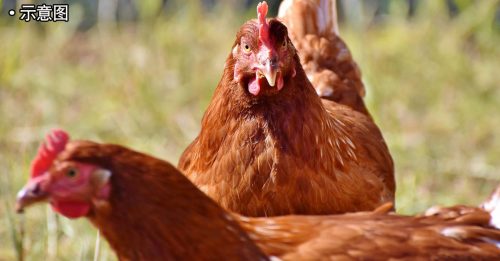 家禽场电脑错误 27000鸡被活煮