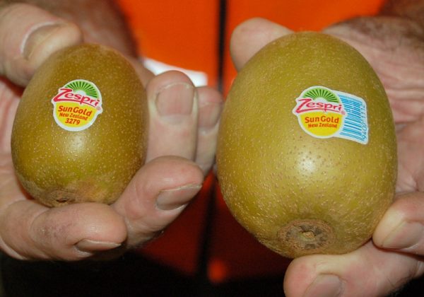 奇异果贴有Zespri标签，指的就是由纽西兰当地果农所共同成立的纽西兰奇异果品牌。