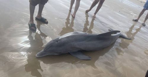 海豚搁浅被游客虐死 当局悬赏缉凶