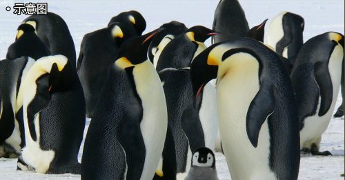 皇帝企鹅40年内 恐因气候变迁绝种