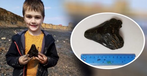 6岁童海边 捡到史前巨齿鲨牙