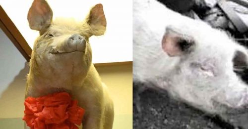 汶川地震14周年  “猪坚强”标本对外展出