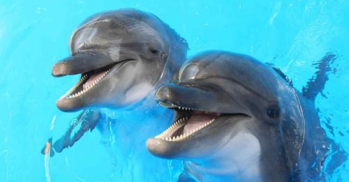 研究：海豚辨识朋友  除了哨声还靠尿味